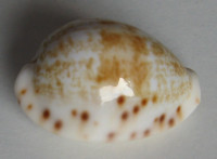Cypraea rashleighana (Melvill, 1888)  UNIQUE OFFER